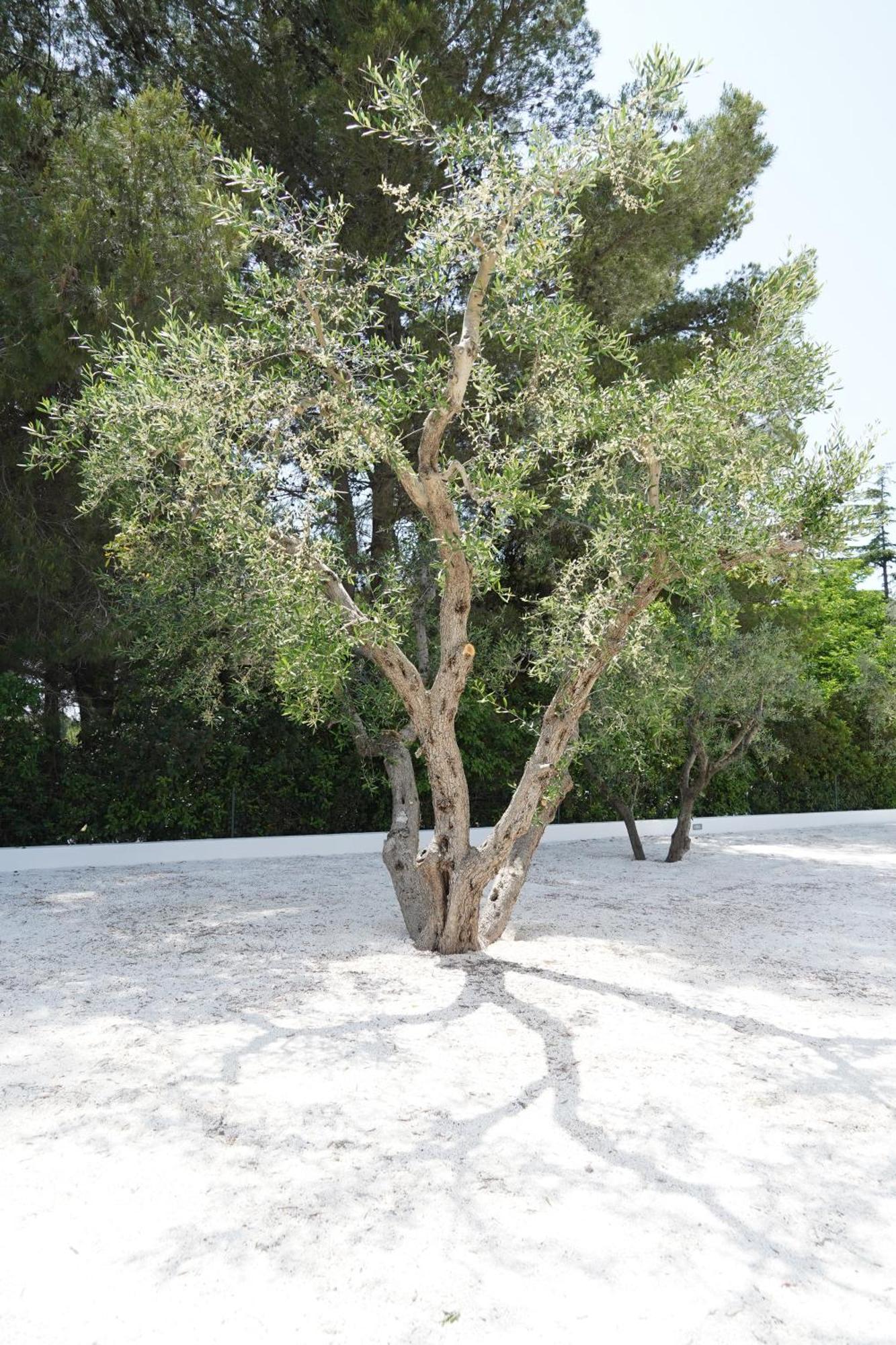 Mandorlocarrubo'S Suite Ostuni Exterior photo